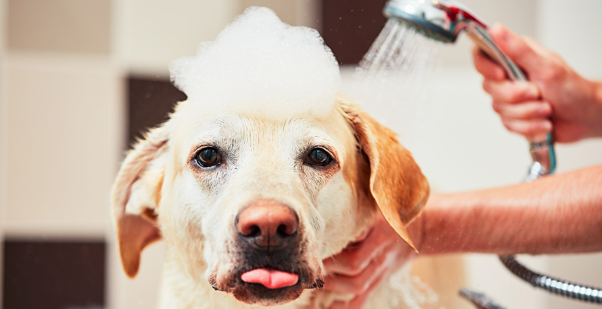 Labrador Getting a Bath