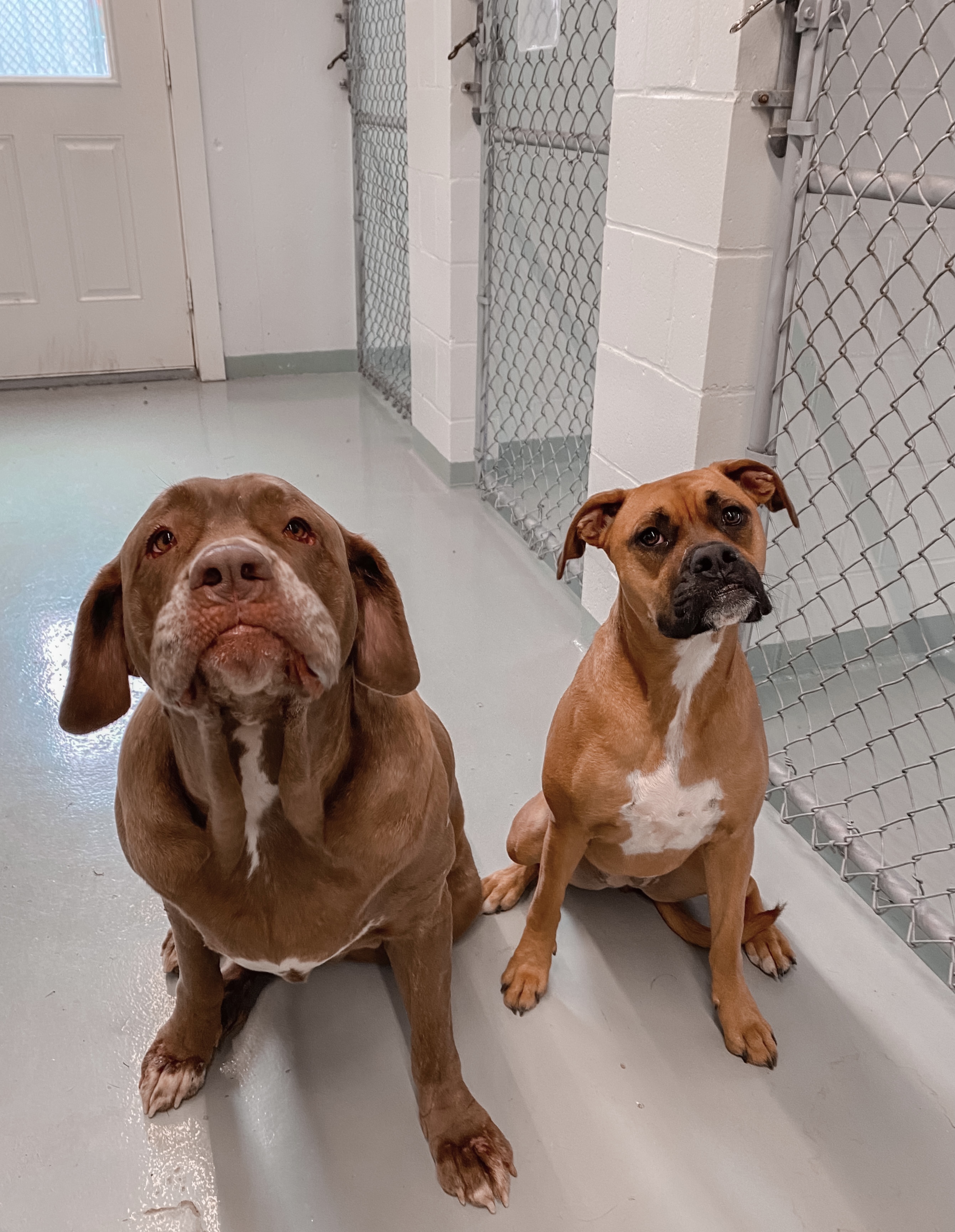 Pet Boarding Bangor, ME Bear Brook Kennel