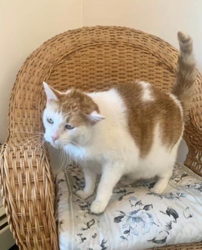 Gallery Bear Brook Kennel Bangor, ME