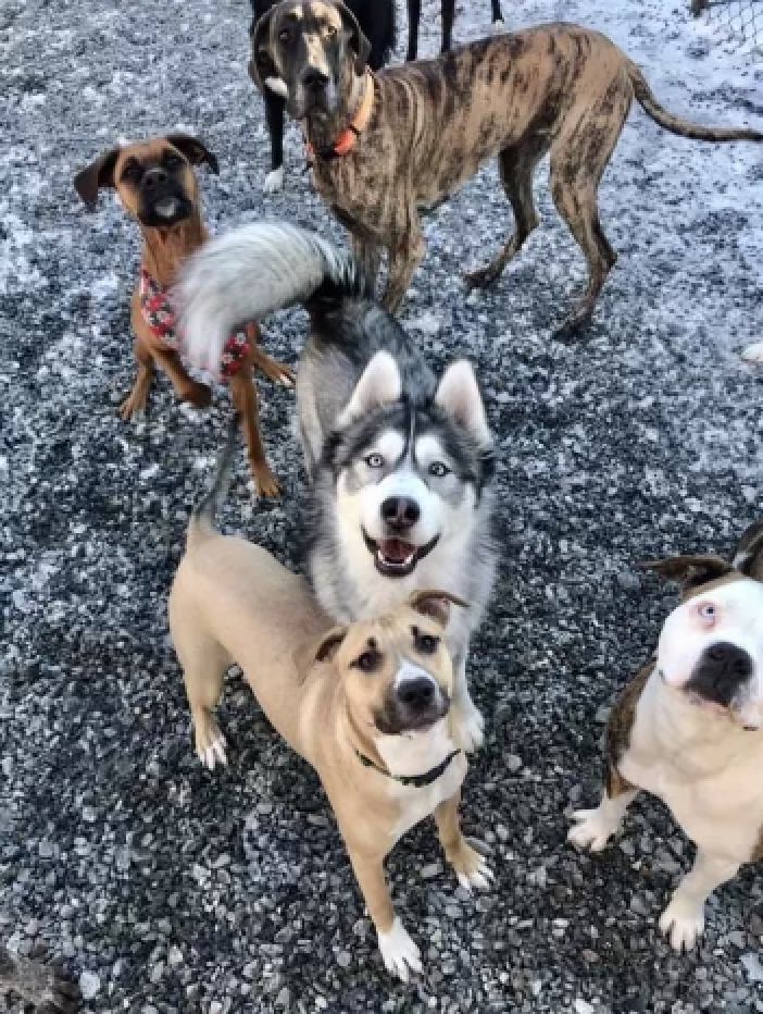 Gallery Bear Brook Kennel Bangor, ME