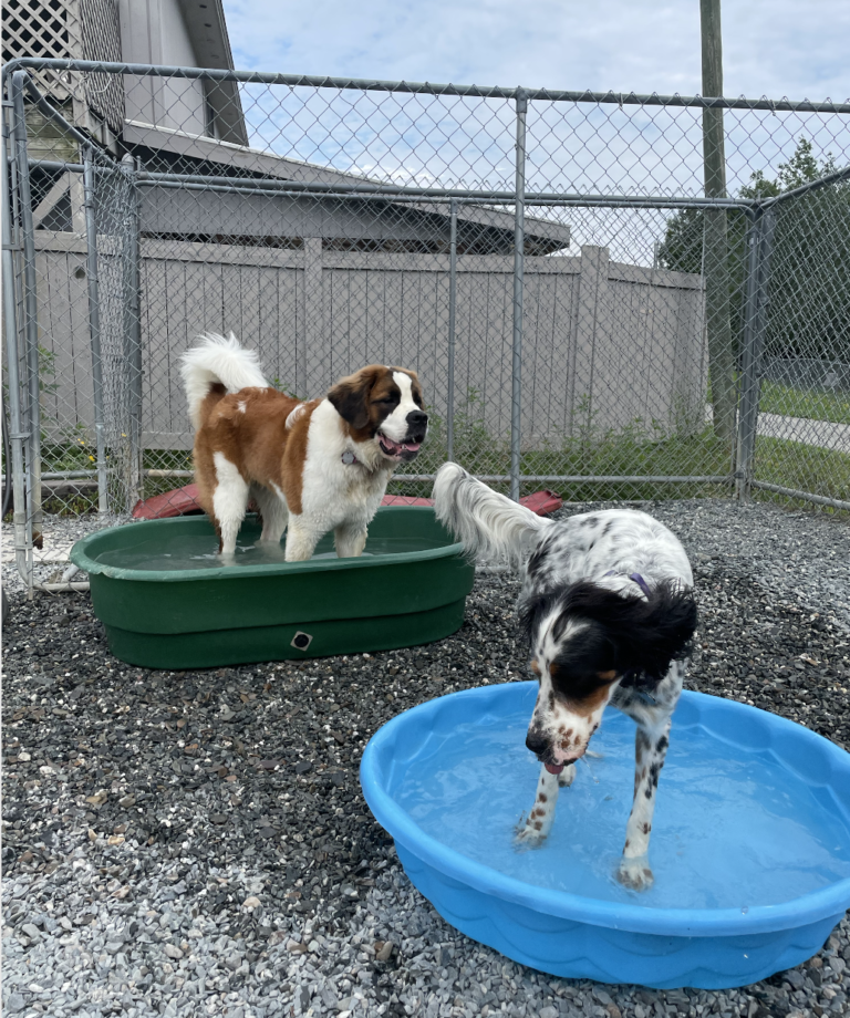 Gallery Bear Brook Kennel Bangor, ME
