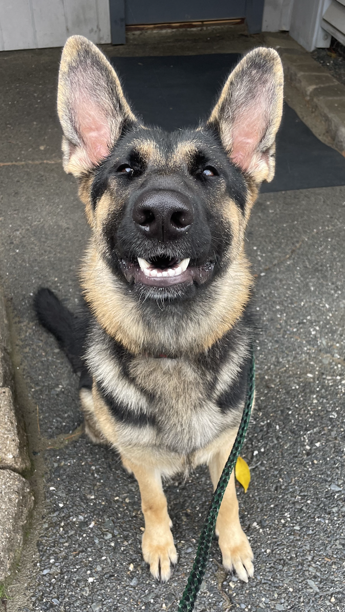 Gallery Bear Brook Kennel Bangor, ME