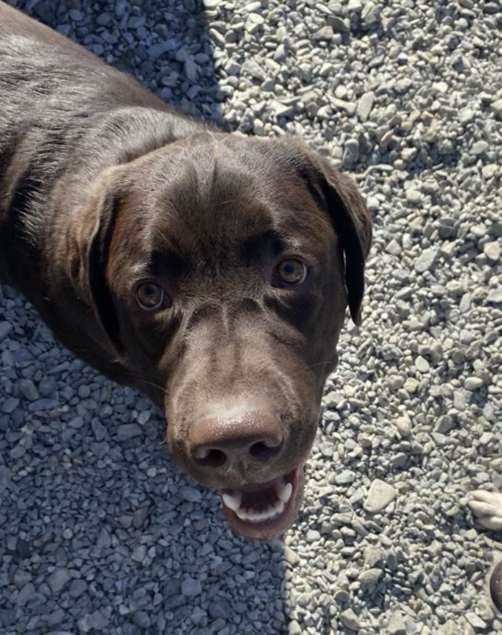 Gallery Bear Brook Kennel Bangor, ME