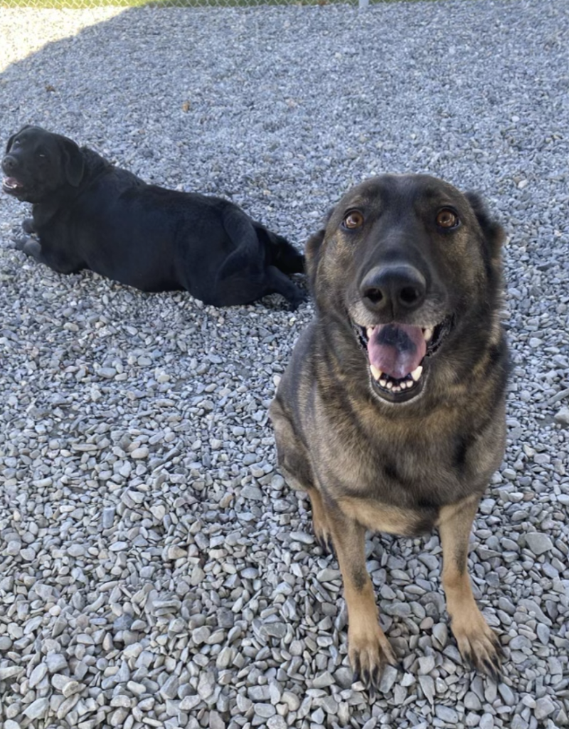 Gallery Bear Brook Kennel Bangor, ME