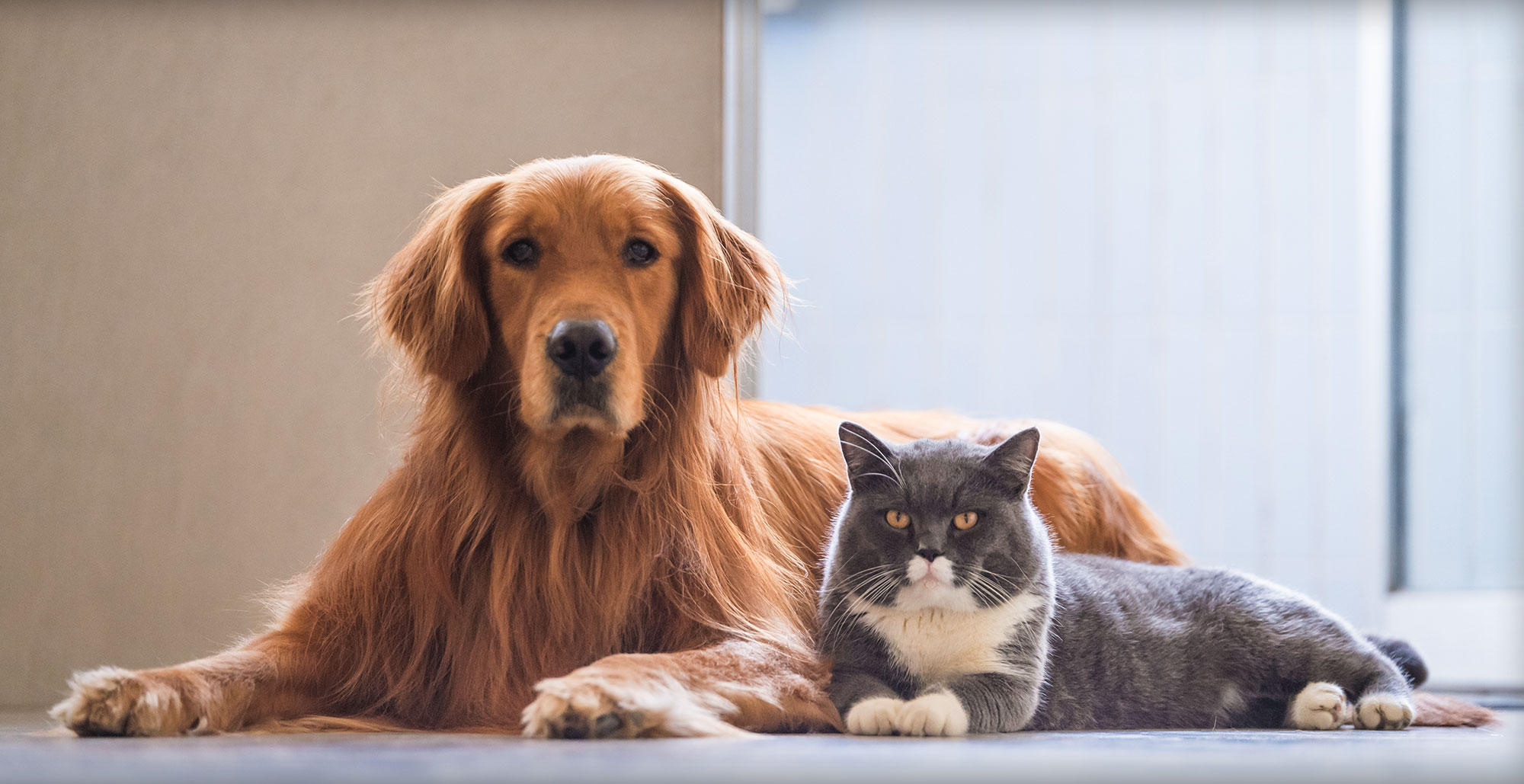 Golden Retriever and Gray and White Cat