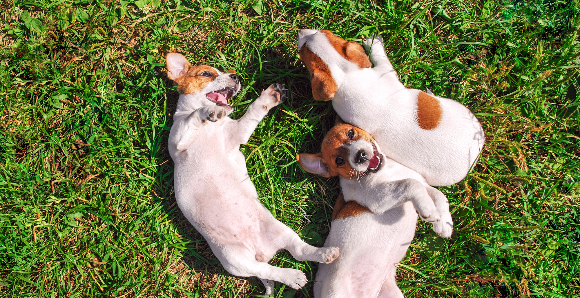 Puppies Laying in Grass