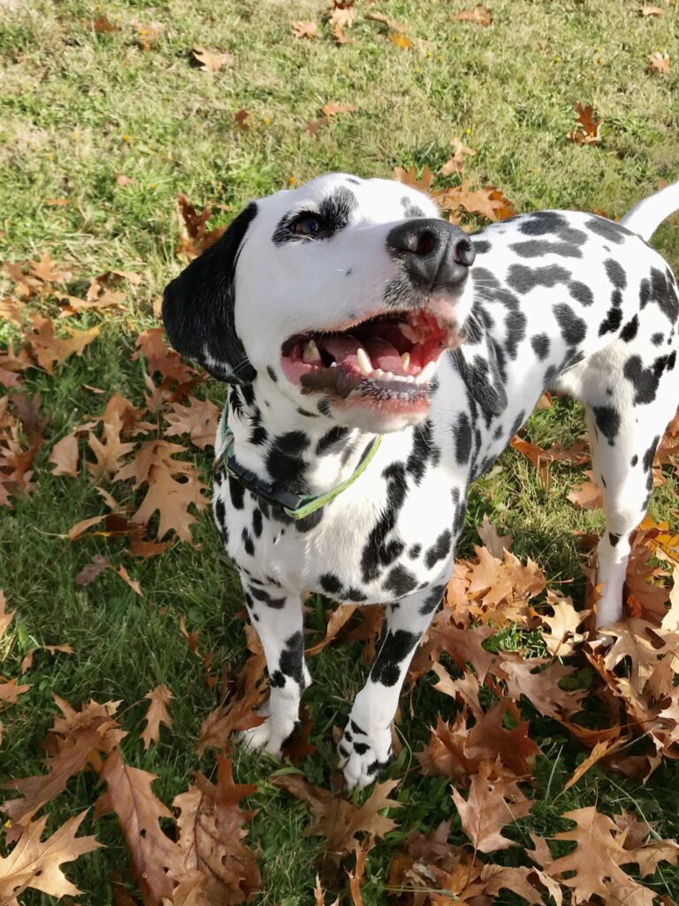 Pet Boarding Bangor ME Bear Brook Kennel pet-boarding-bangor-me-bear-brook-kennel